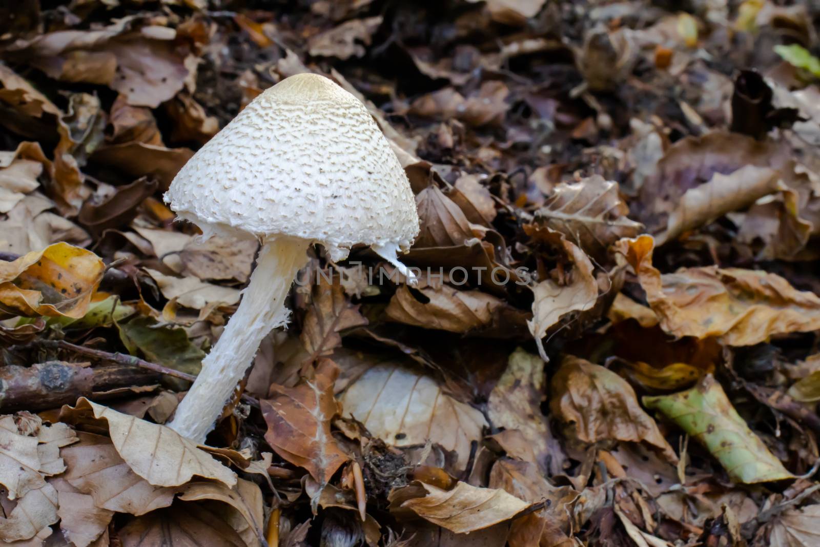 White mushroom close up coming out among the leaves, moss and branches in the mountains among the trees. by Andreajk3