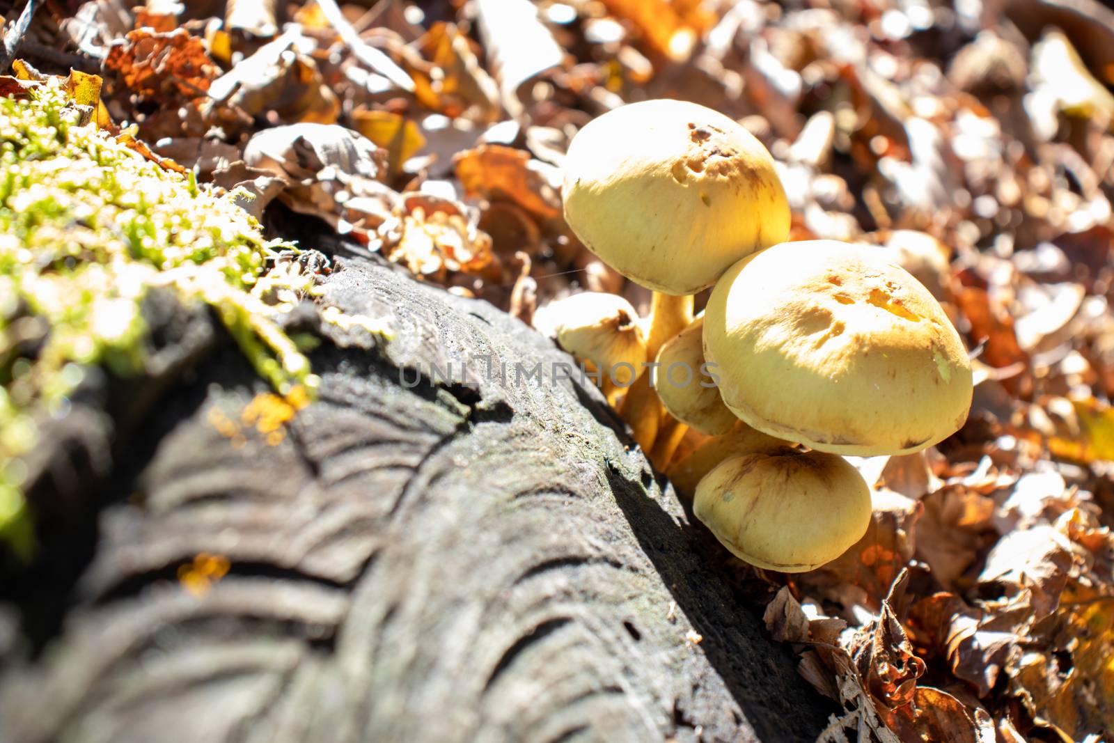Yellow mushroom close up coming out among the leaves, moss and branches in the mountains among the trees. by Andreajk3