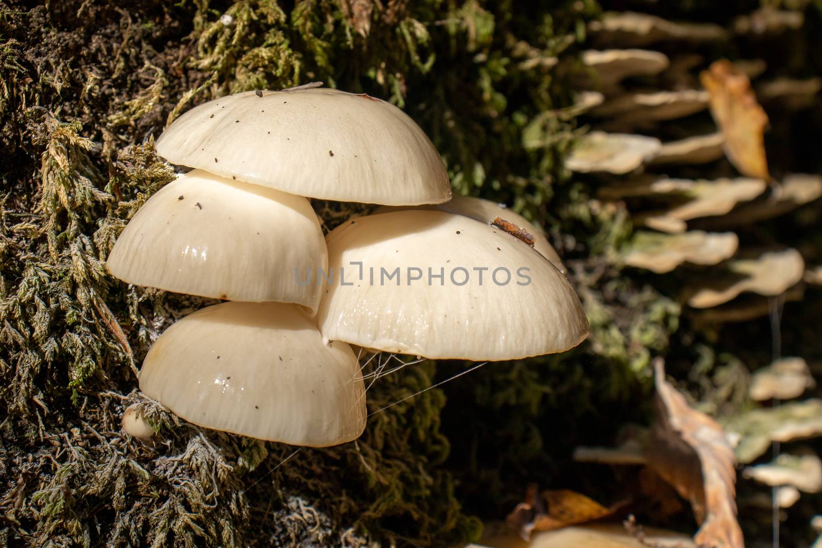 White mushroom close up coming out among the leaves, moss and branches in the mountains among the trees. by Andreajk3