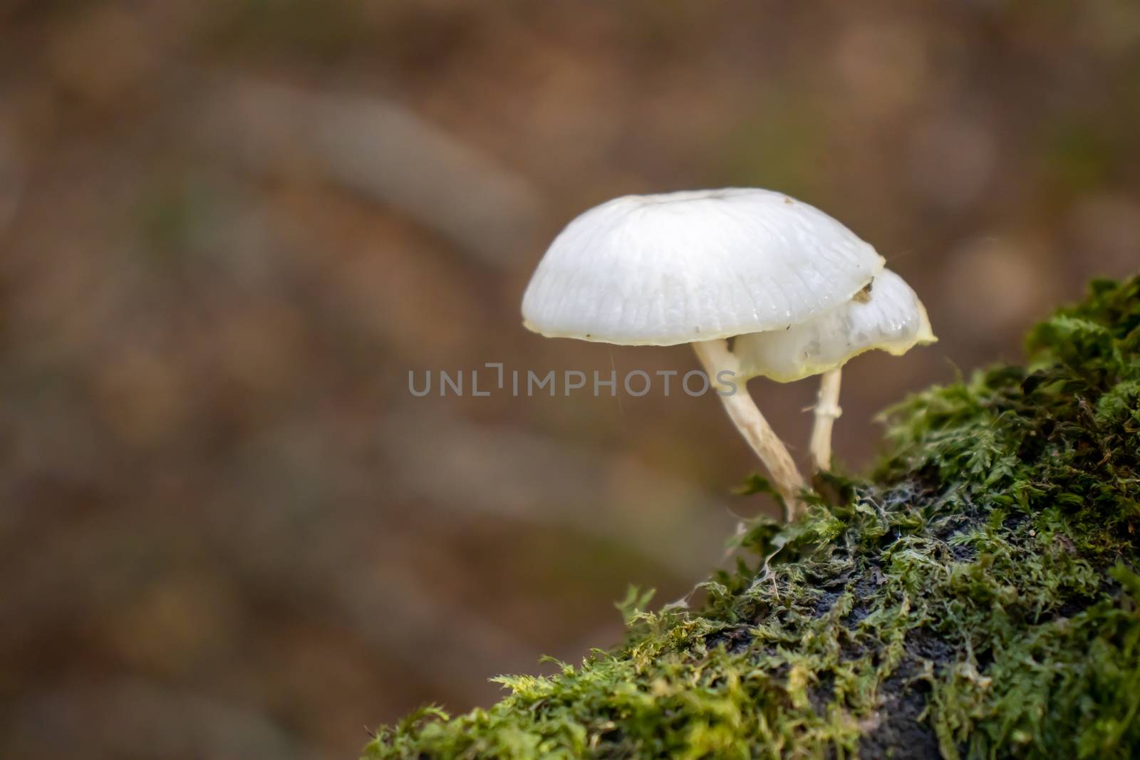White mushroom close up coming out among the leaves, moss and branches in the mountains among the trees