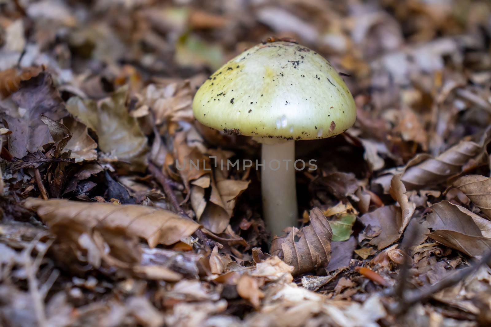 Yellow mushroom close up coming out among the leaves, moss and branches in the mountains among the trees