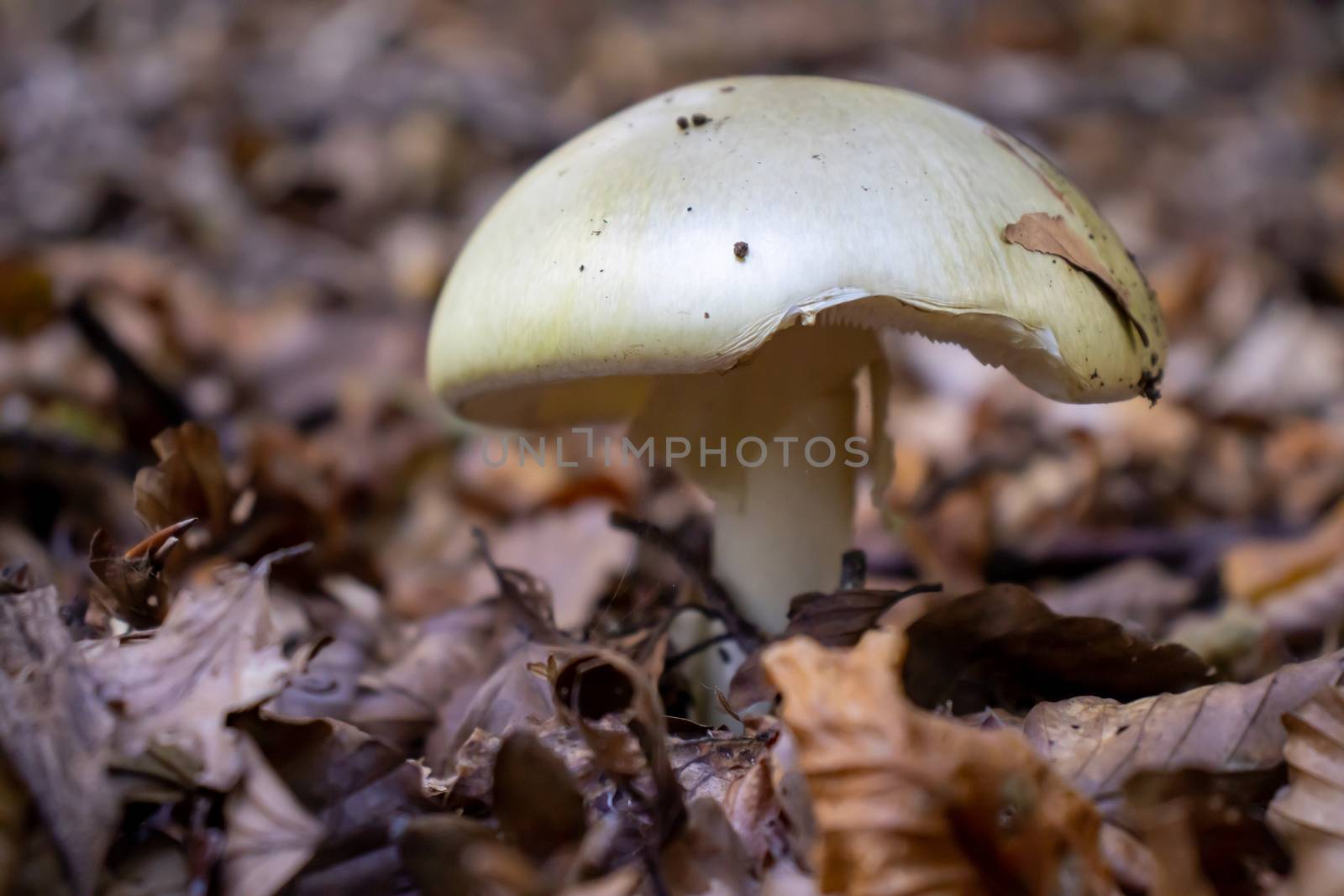 Yellow mushroom close up coming out among the leaves, moss and branches in the mountains among the trees