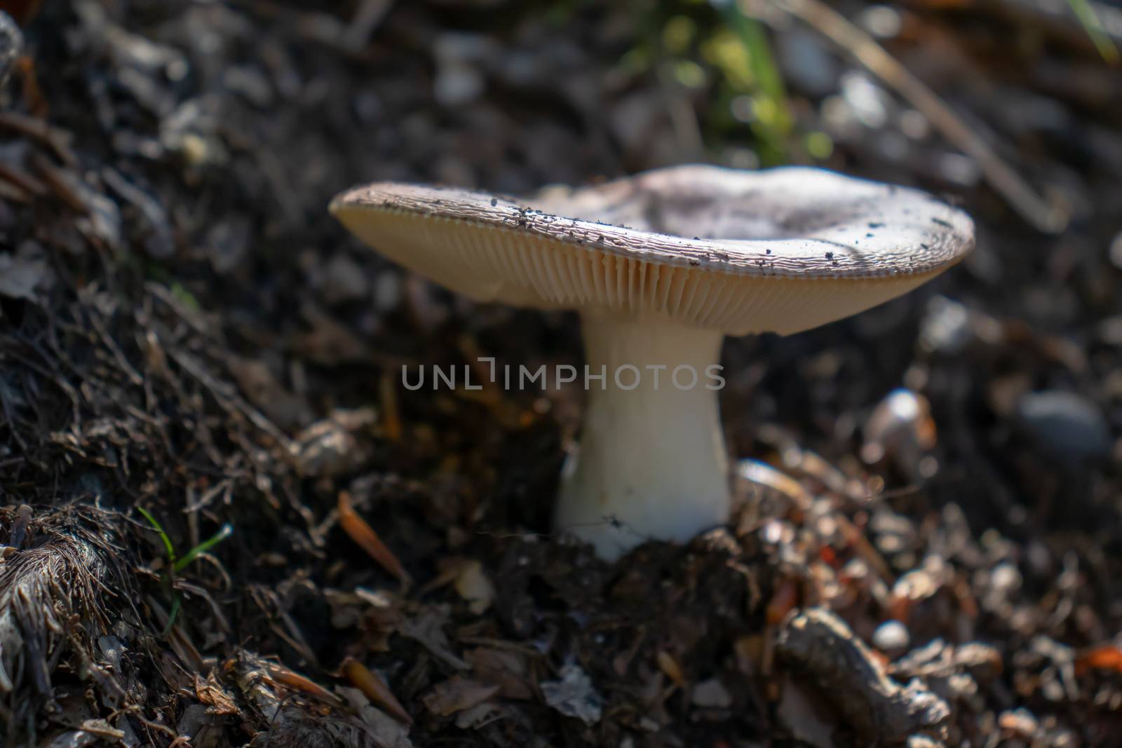 Brown mushroom close up coming out among the leaves, moss and branches in the mountains among the trees. by Andreajk3