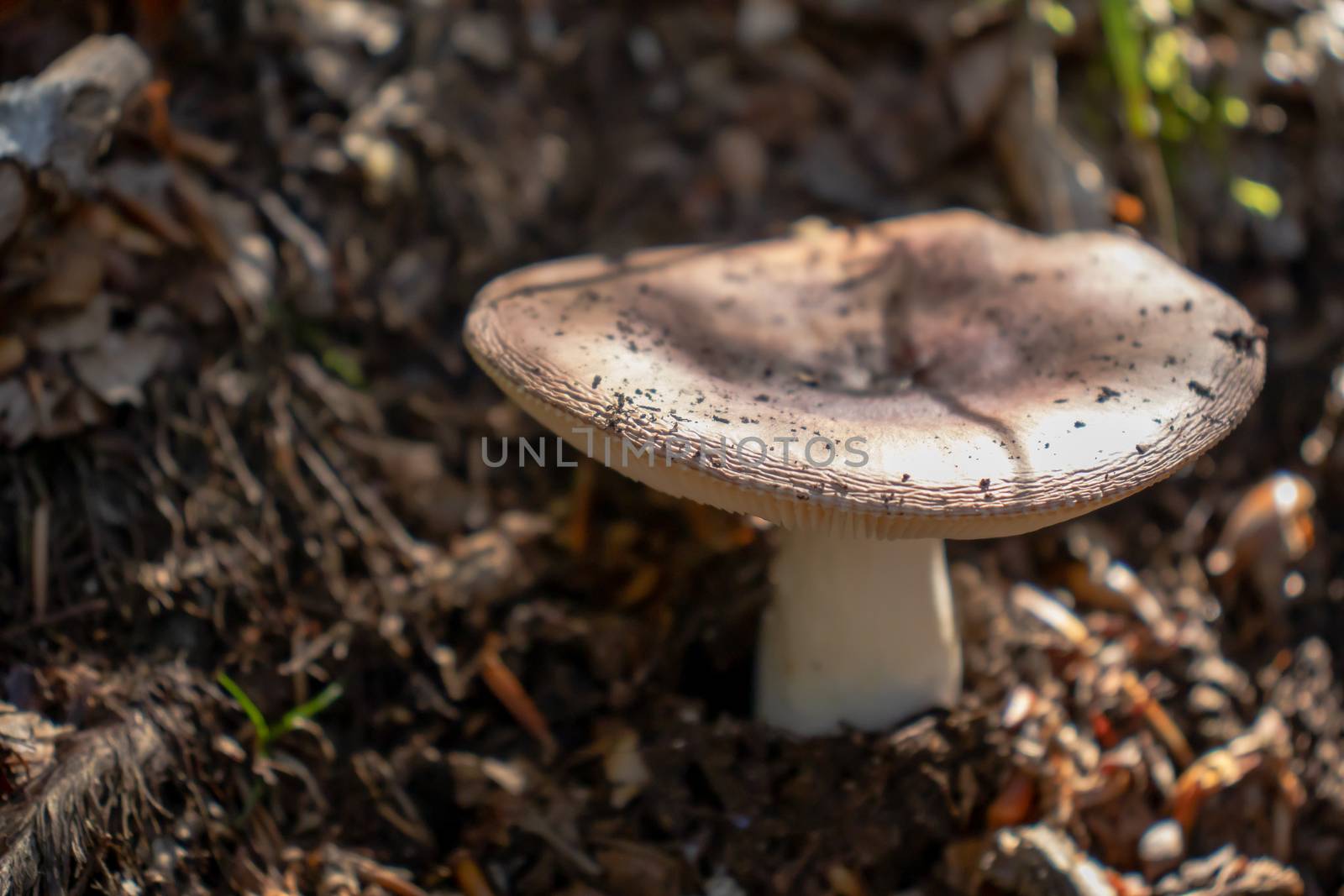 Brown mushroom close up coming out among the leaves, moss and branches in the mountains among the trees