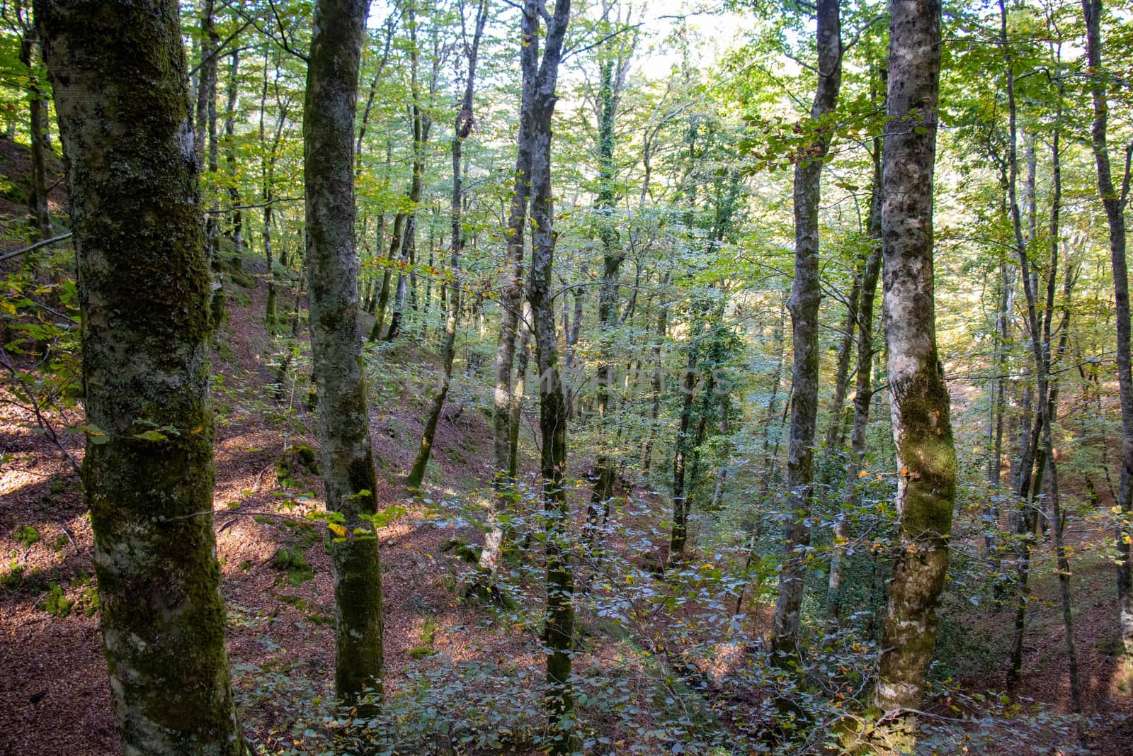 tall green pine forest with sky behind.