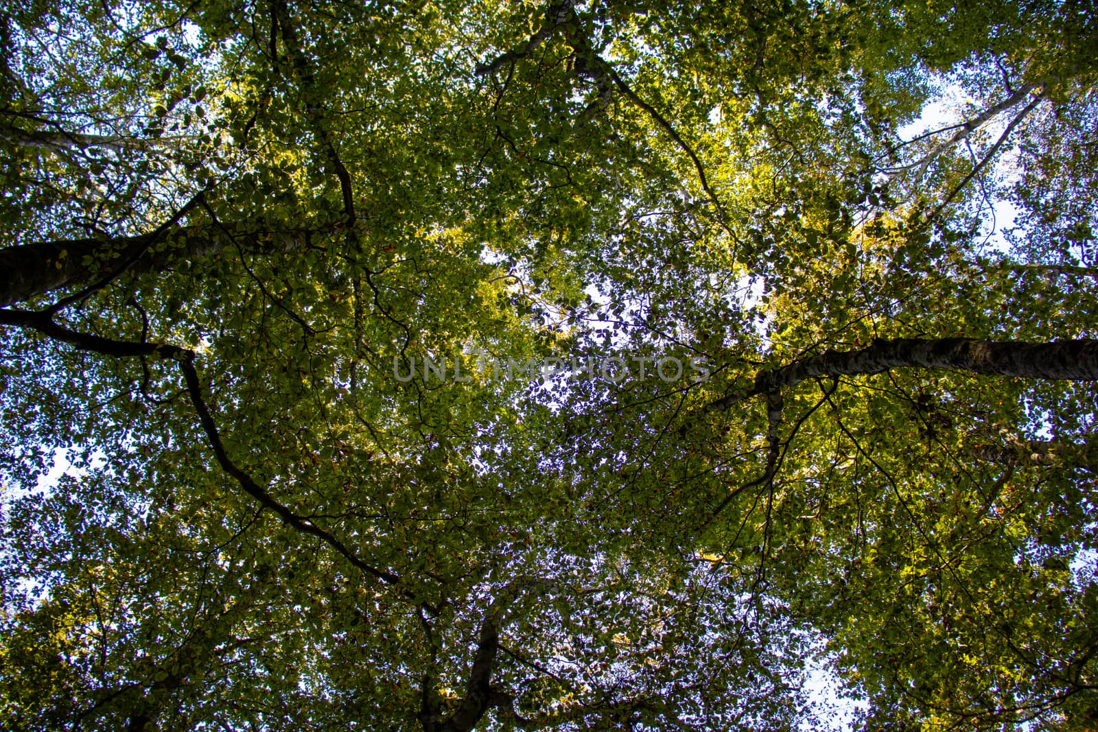 Point of view of green trees with the sky behind upwards by Andreajk3