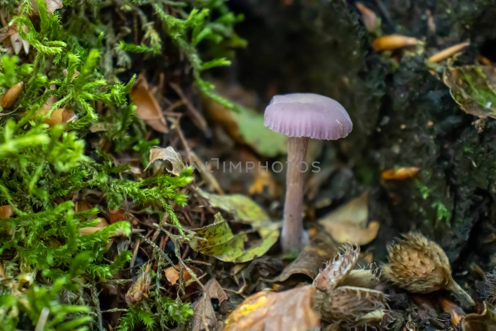 violet mushroom close up coming out among the leaves, moss and branches in the mountains among the trees