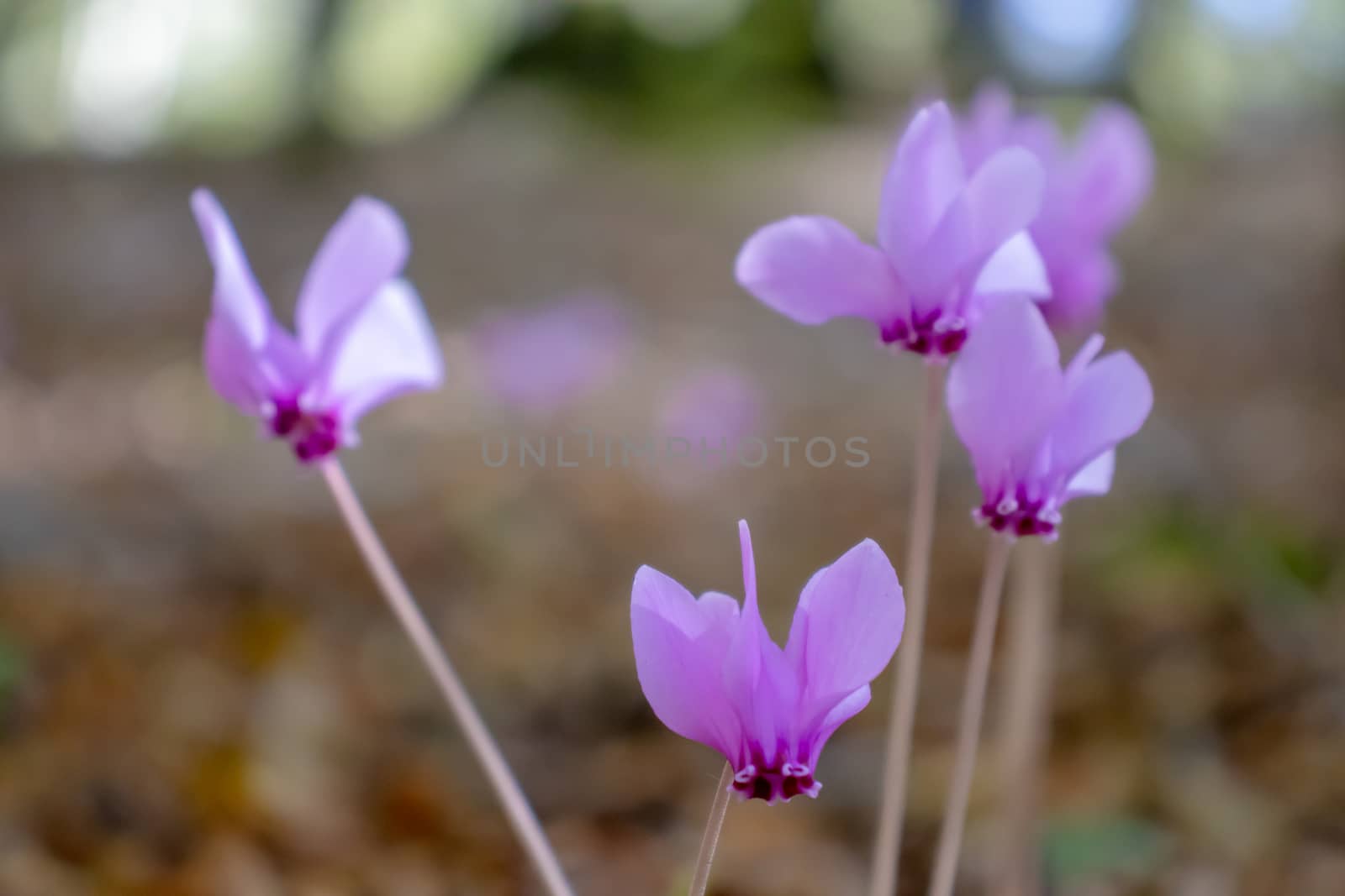 close up purple and pink cyclamen growing in the mountains among the trees.