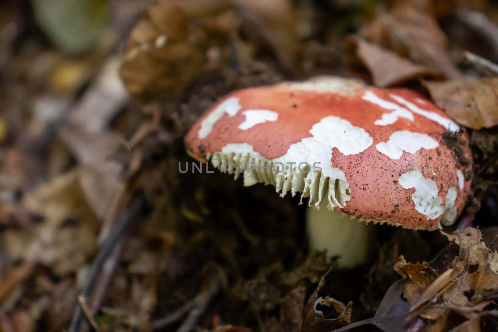red mushroom close up coming out among the leaves, moss and branches in the mountains among the trees. by Andreajk3