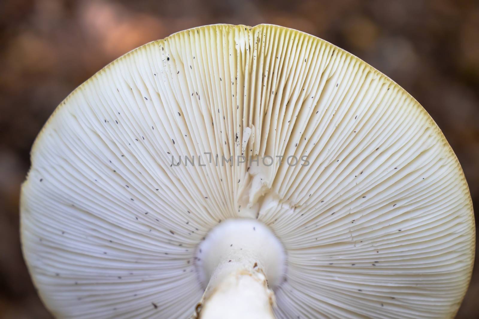 background under the hat of the mushroom with reeds in the woods.