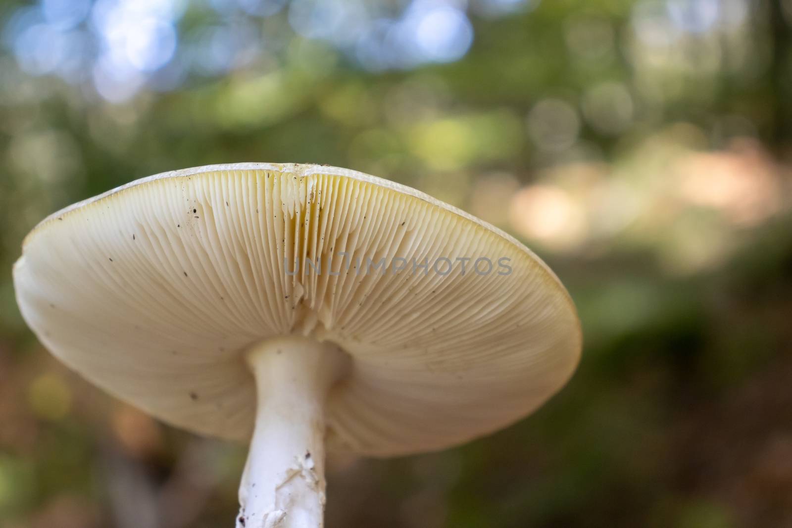 background under the hat of the mushroom with reeds in the woods.