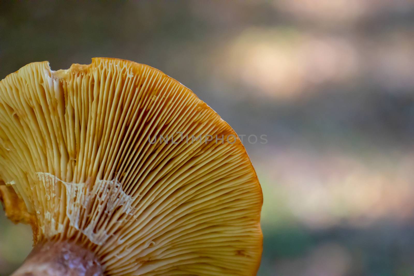 background under the hat of the mushroom with reeds in the woods.