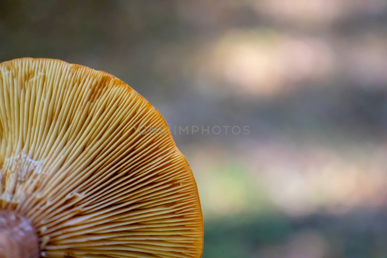 background under the hat of the mushroom with reeds in the woods.