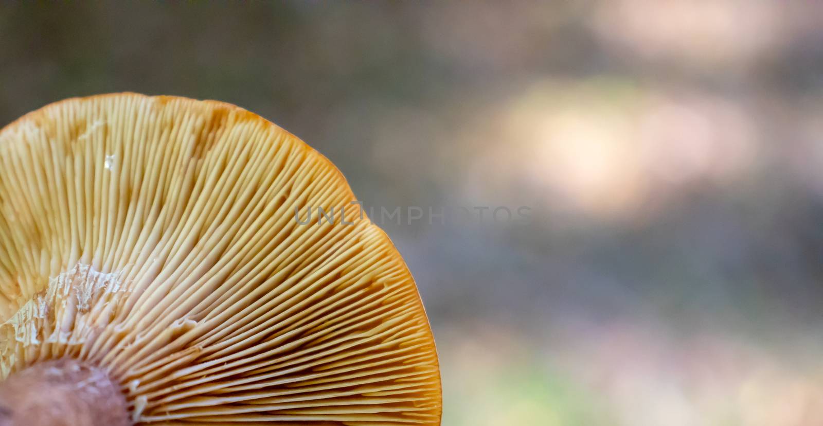 background under the hat of the mushroom with reeds in the woods.