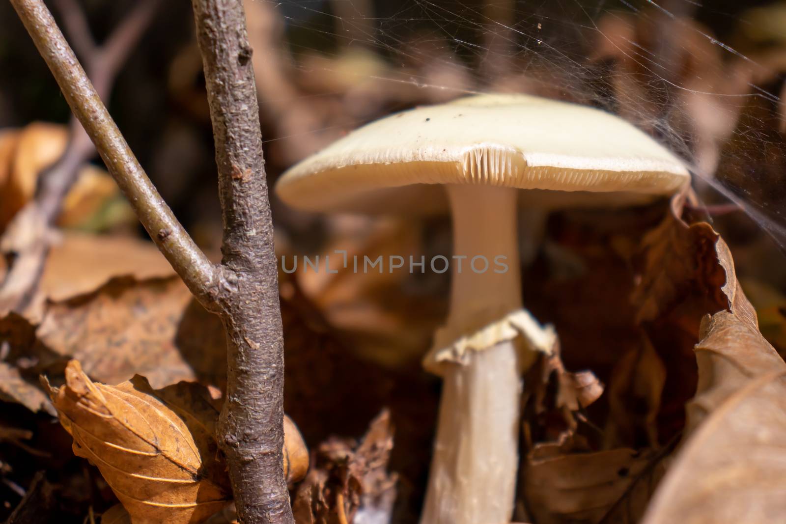 White mushroom close up coming out among the leaves, moss and branches in the mountains among the trees. by Andreajk3