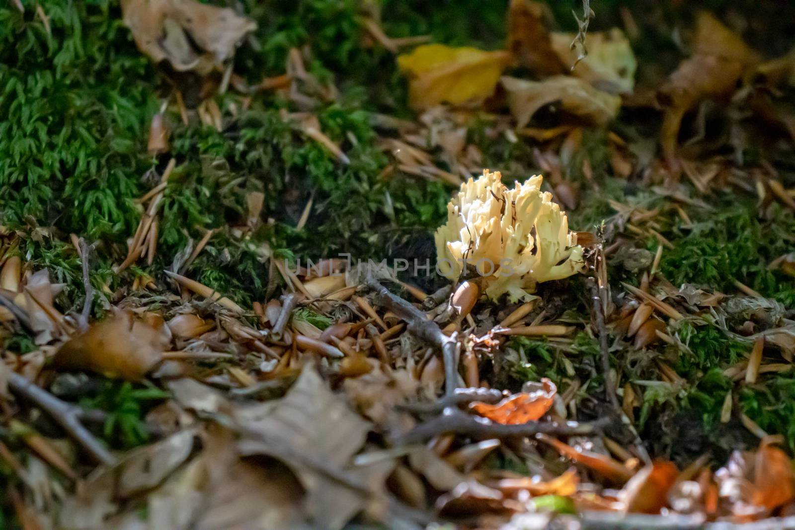 Ramaria pallida white mushroom in the forest coming out of the moss green background by Andreajk3
