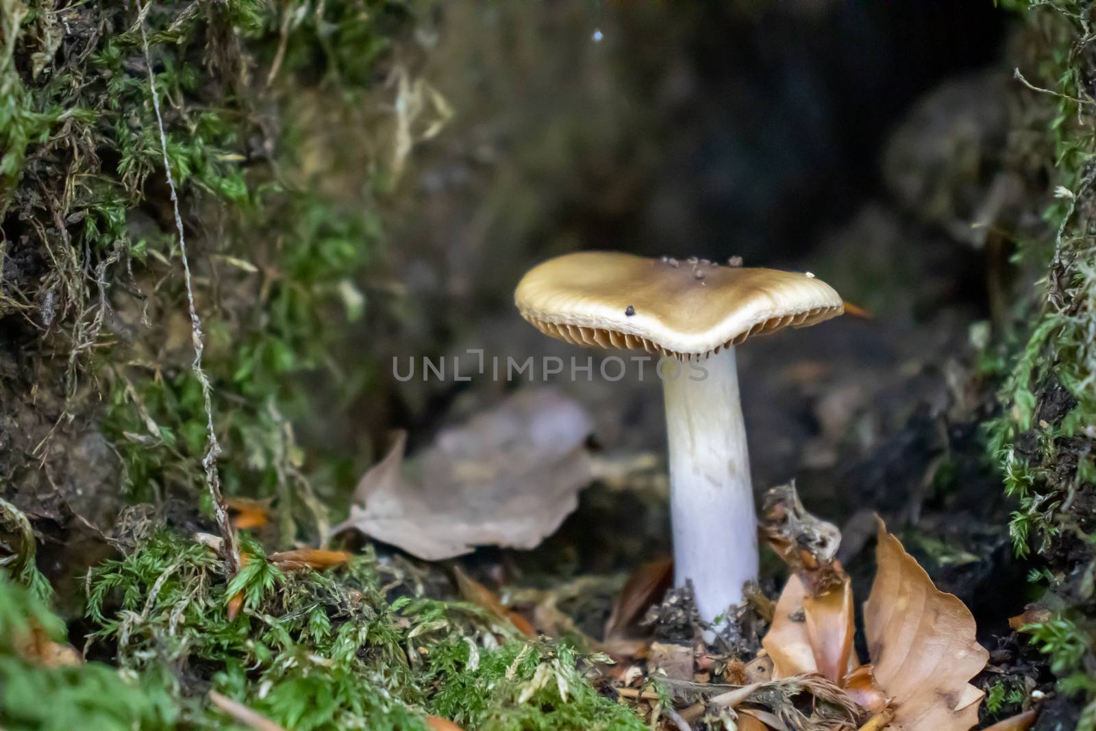 Brown mushroom close up coming out among the leaves, moss and branches in the mountains among the trees. by Andreajk3