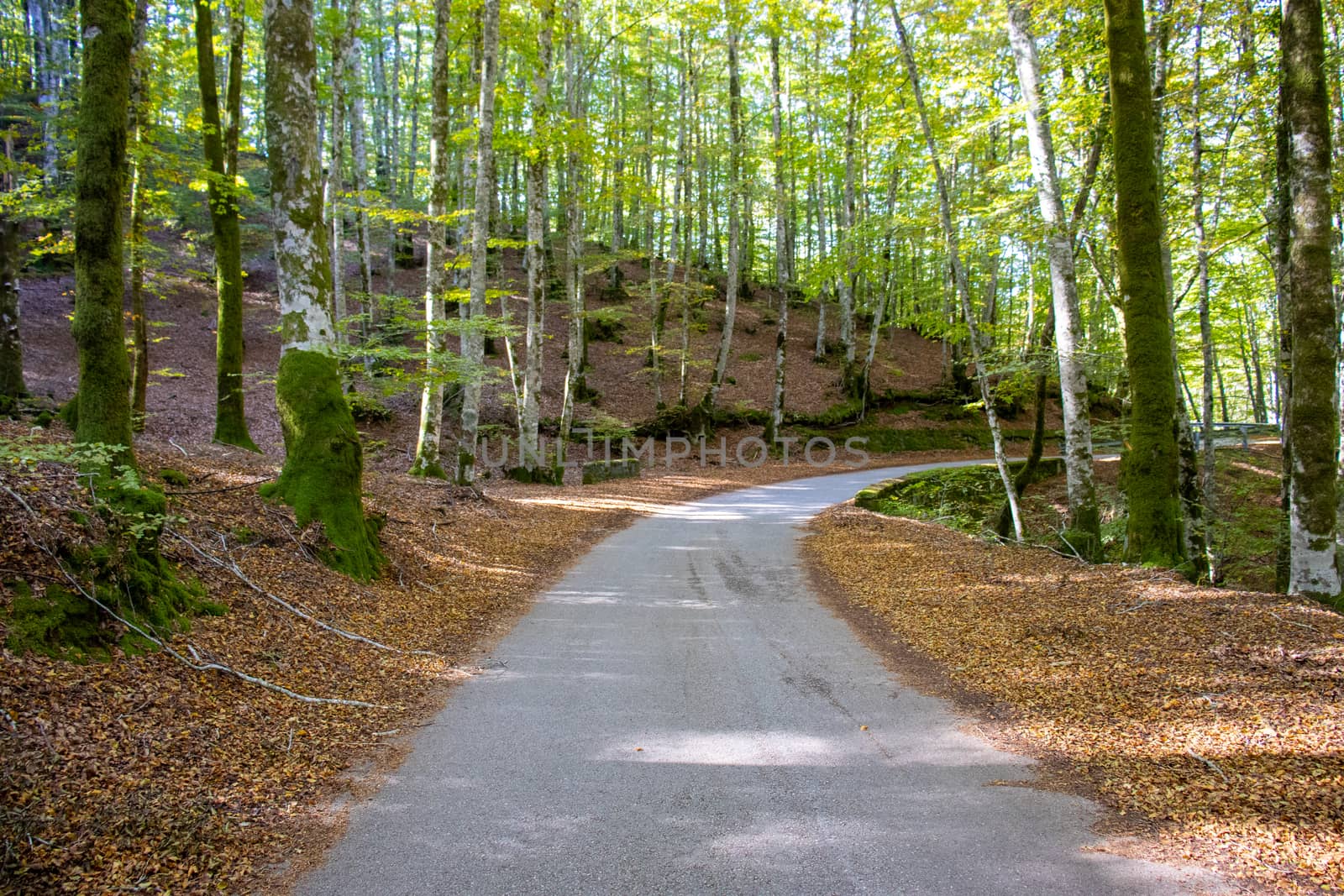 road in the woods among the trees by Andreajk3