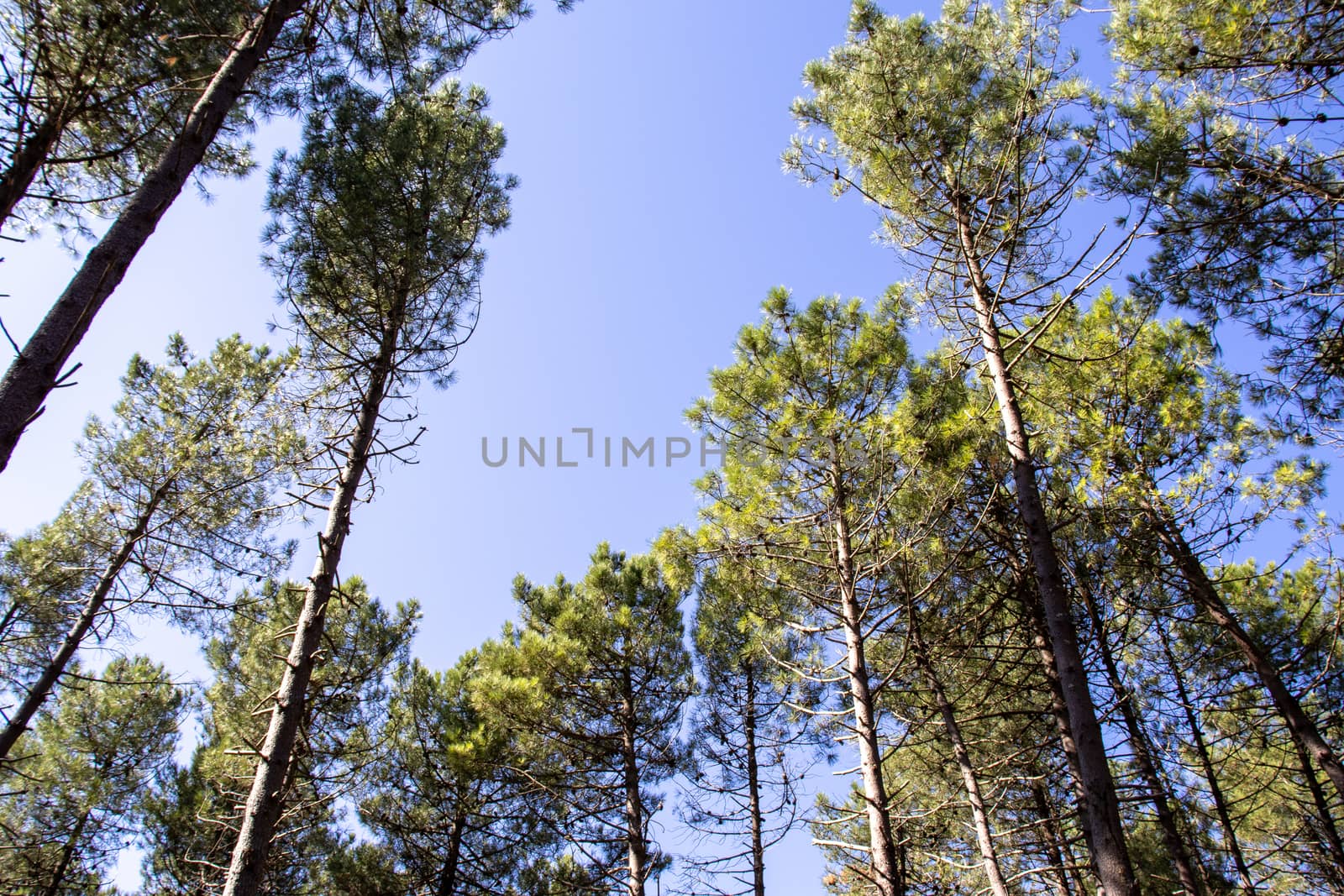 Point of view of green trees with the sky behind upwards.