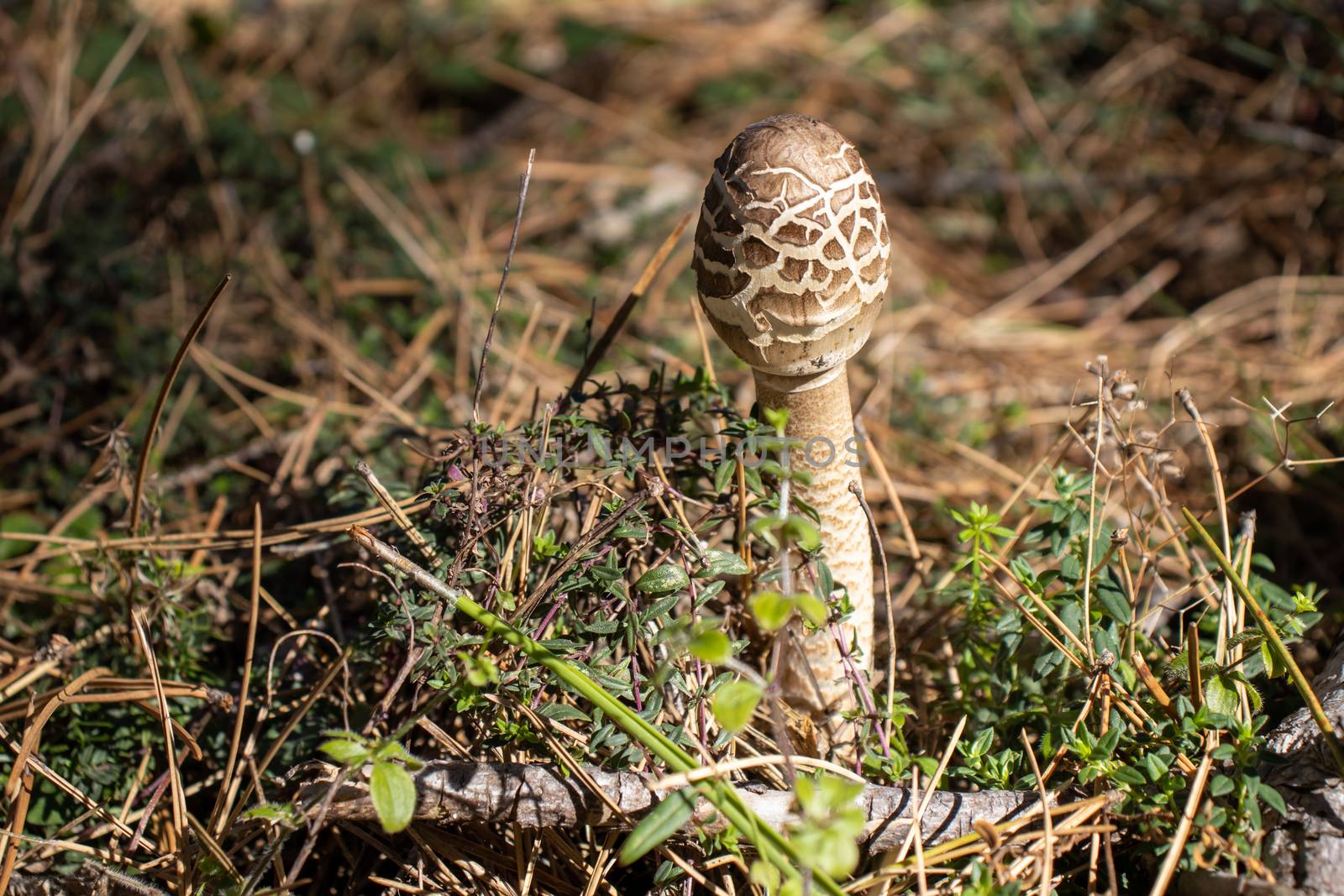 parasol mushroom on the ground in the forest close up Macrolepiota procera by Andreajk3