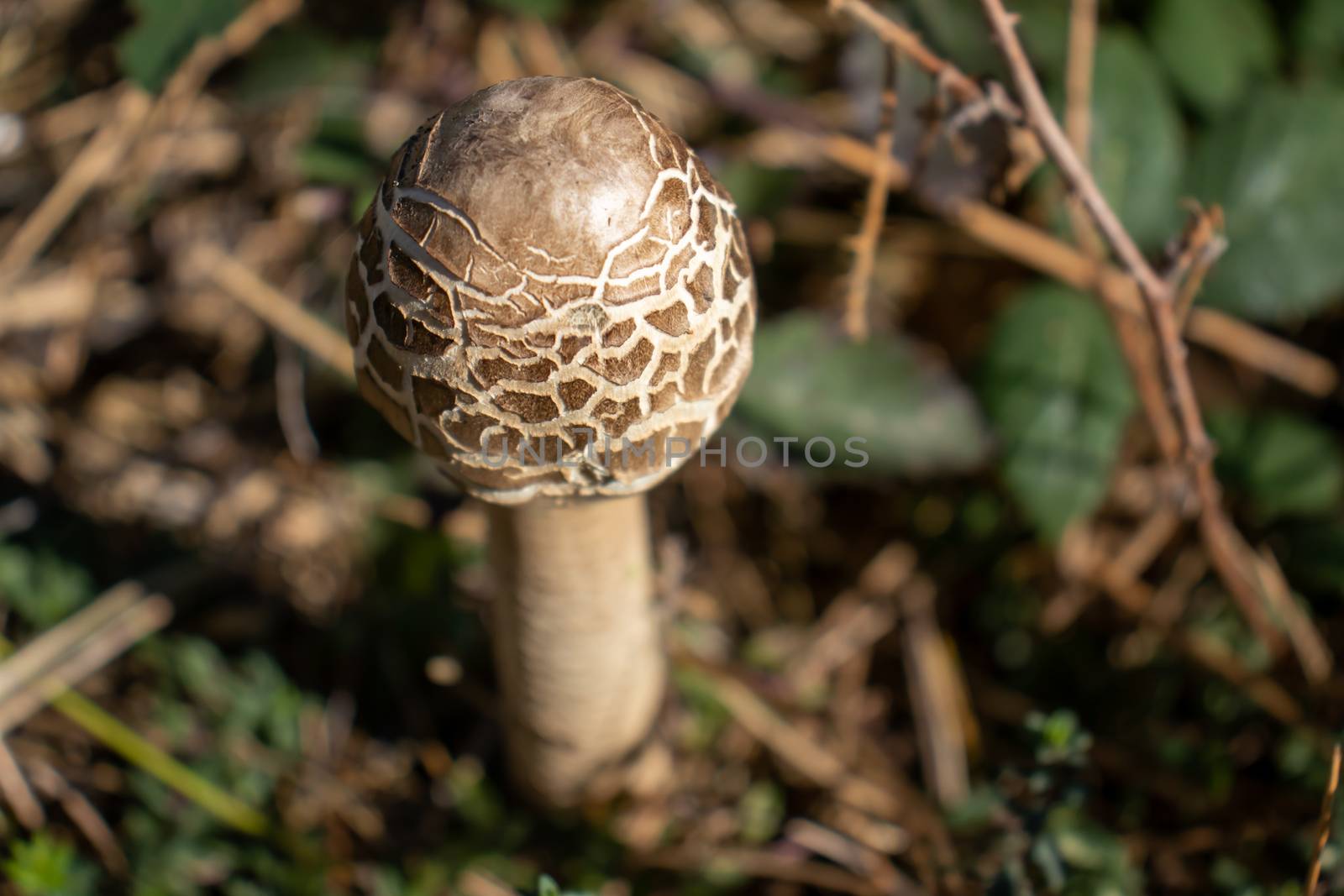parasol mushroom on the ground in the forest close up. Macrolepiota procera
