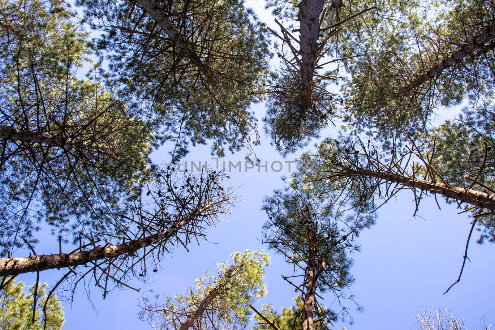 Point of view of green trees with the sky behind upwards by Andreajk3
