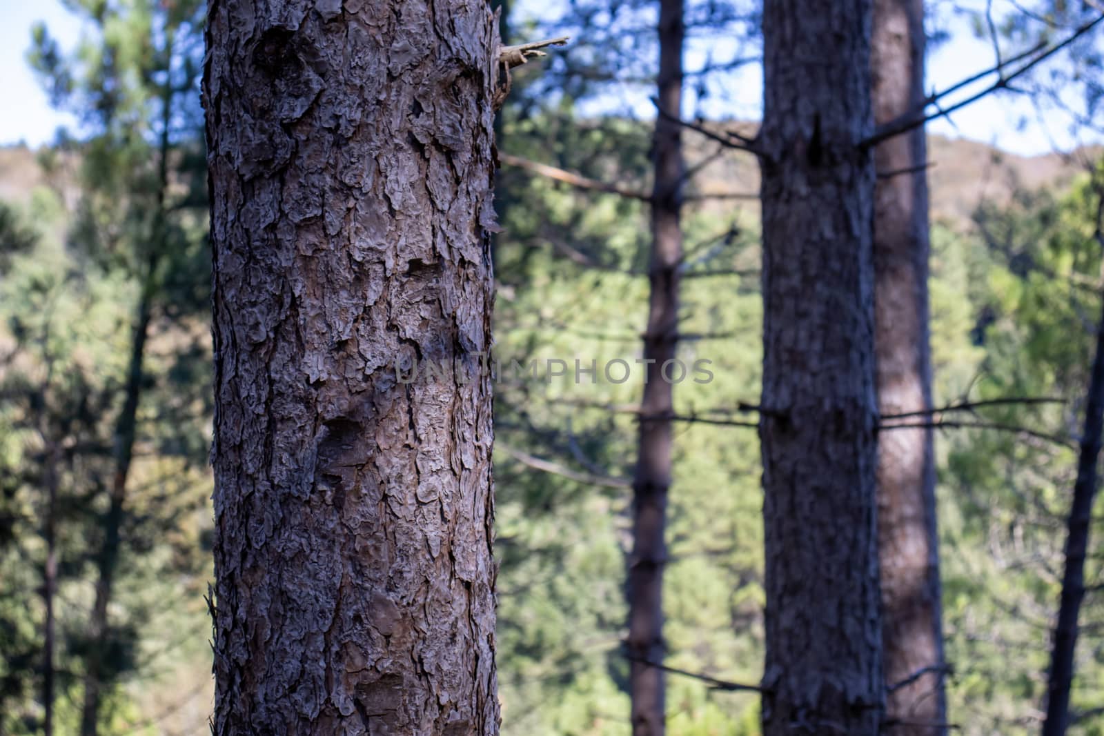 tall green pine forest with sky behind.