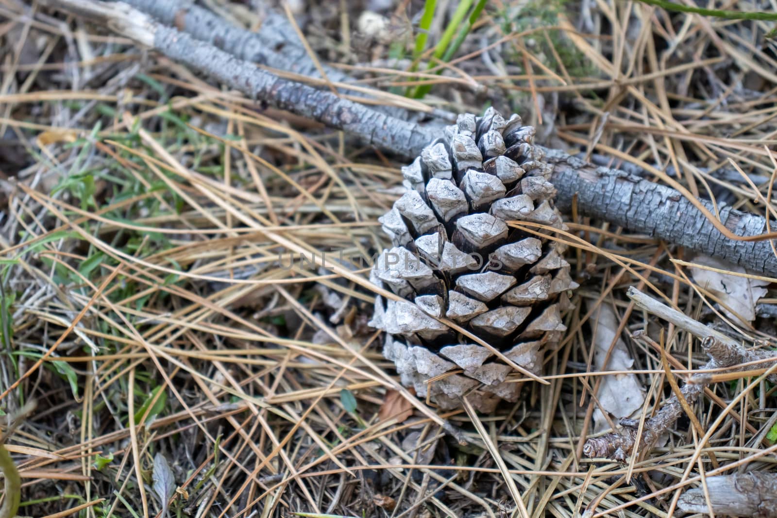 pine cone up close in the ground among the pine needles by Andreajk3