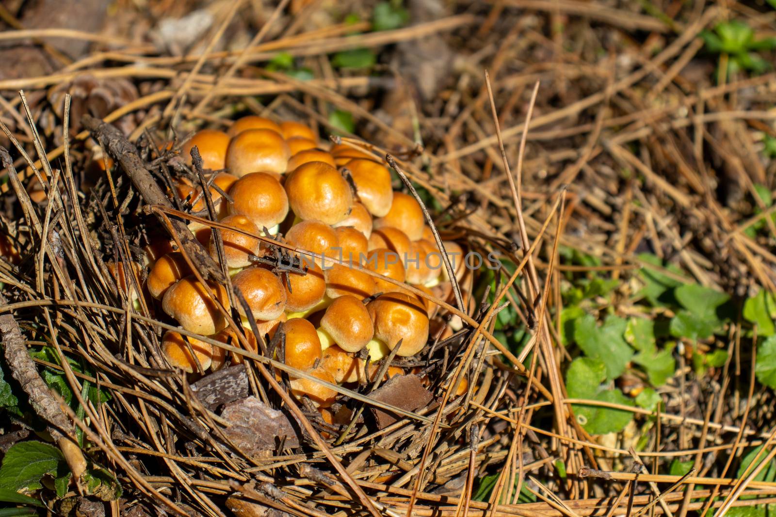 Yellow mushroom close up coming out among the leaves, moss and branches in the mountains among the trees