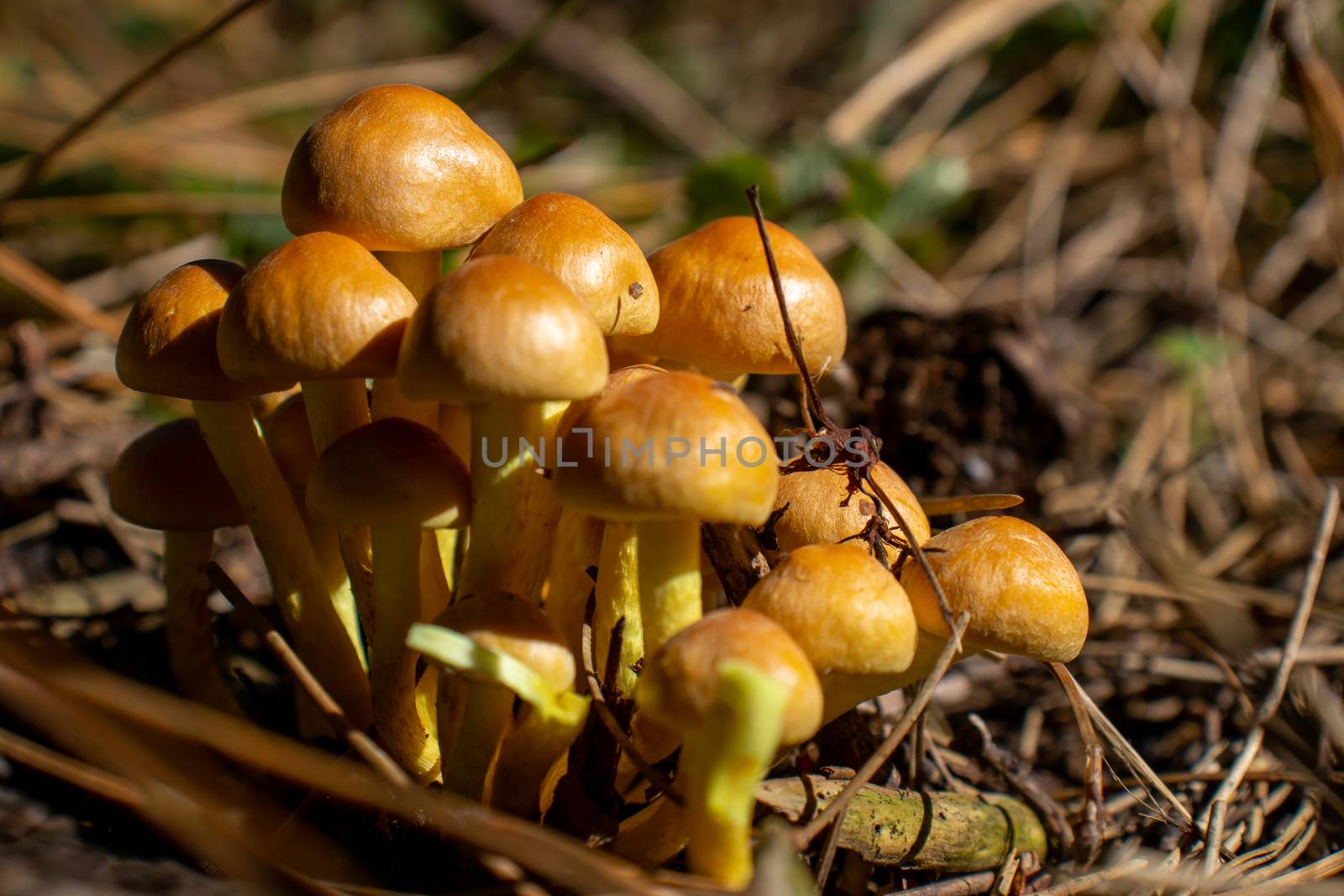 White mushroom close up coming out among the leaves, moss and branches in the mountains among the trees. by Andreajk3