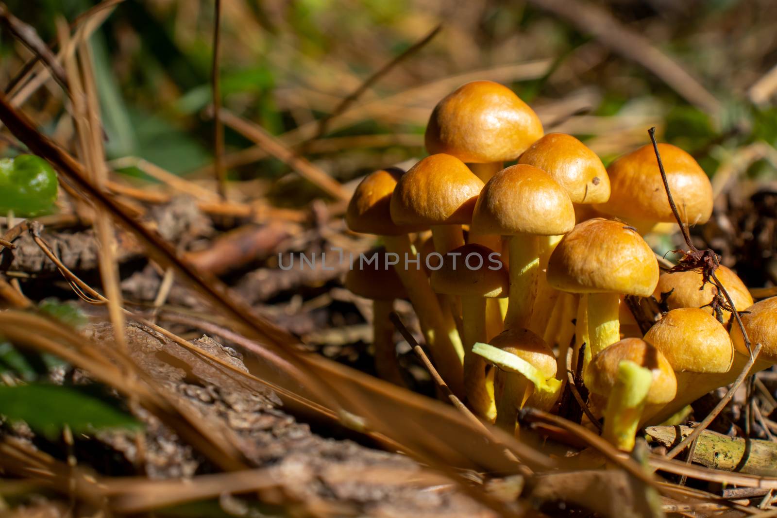 Yellow mushroom close up coming out among the leaves, moss and branches in the mountains among the trees