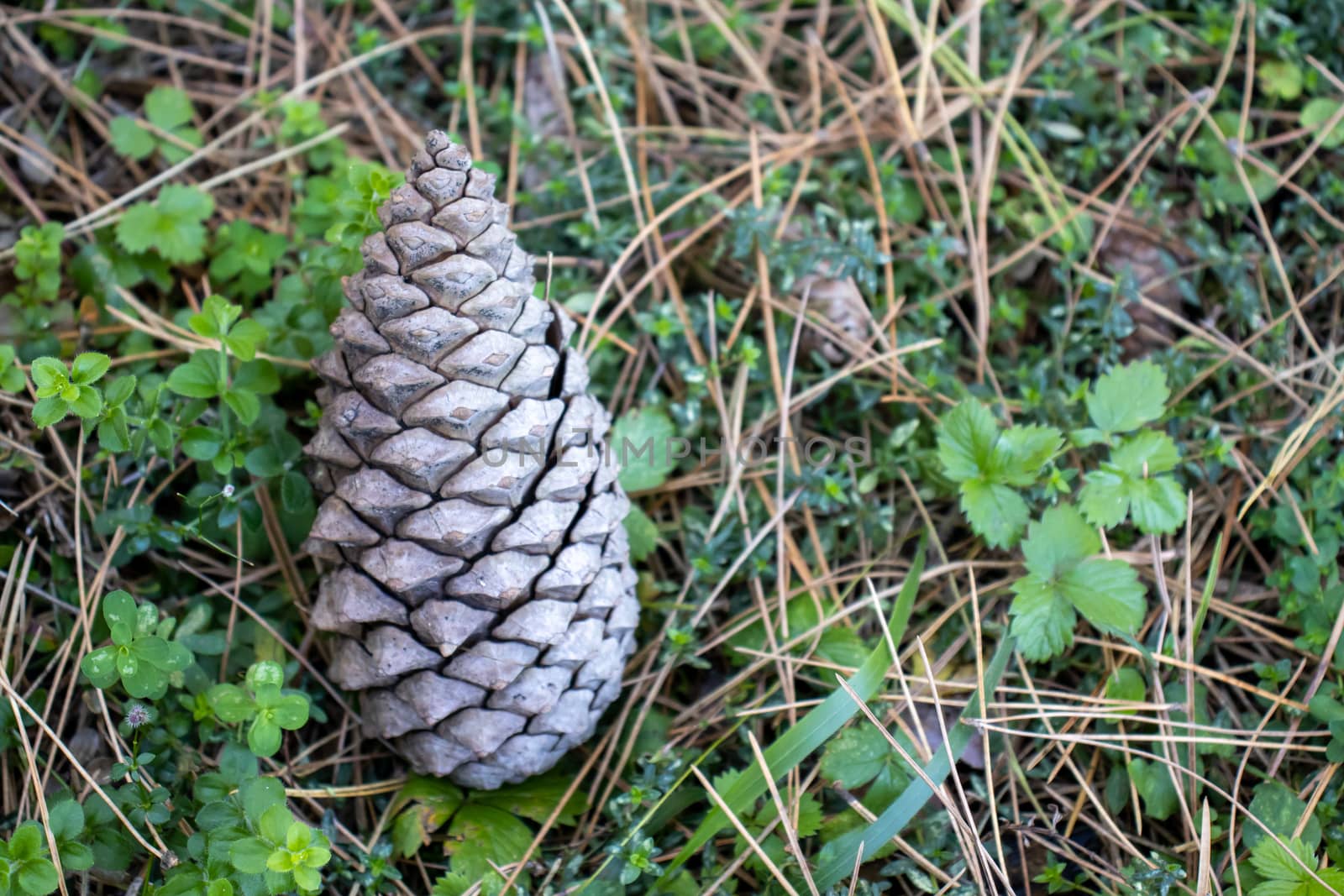 pine cone up close in the ground among the pine needles by Andreajk3