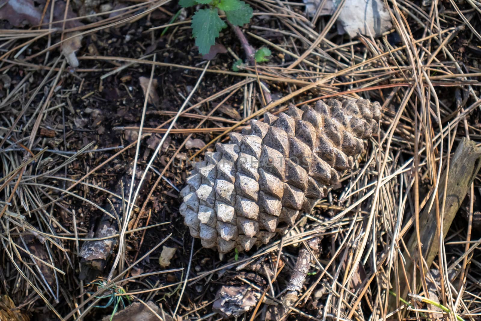 pine cone up close in the ground among the pine needles by Andreajk3