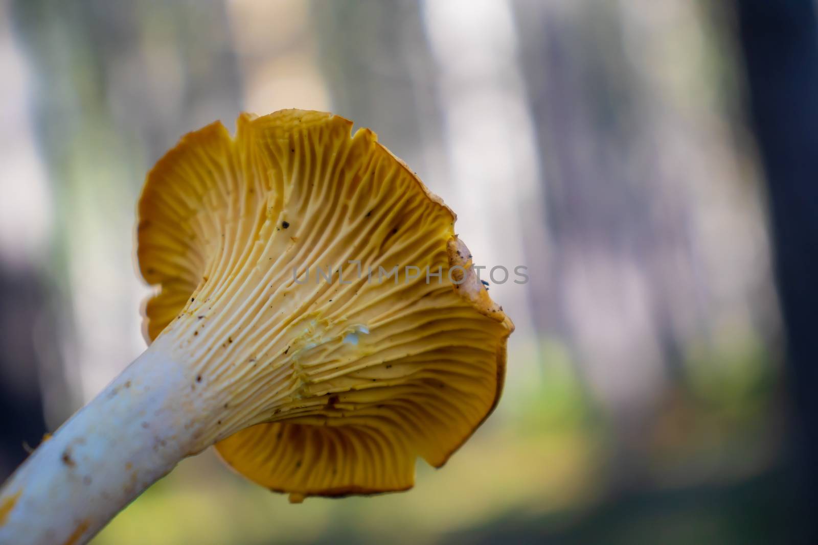 yellow girolle mushroom isolated on woods background