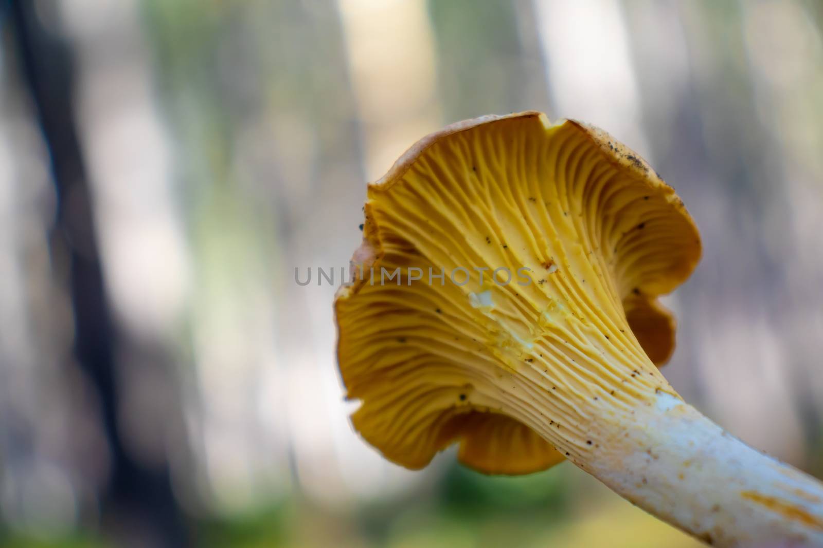 yellow girolle mushroom isolated on woods background by Andreajk3