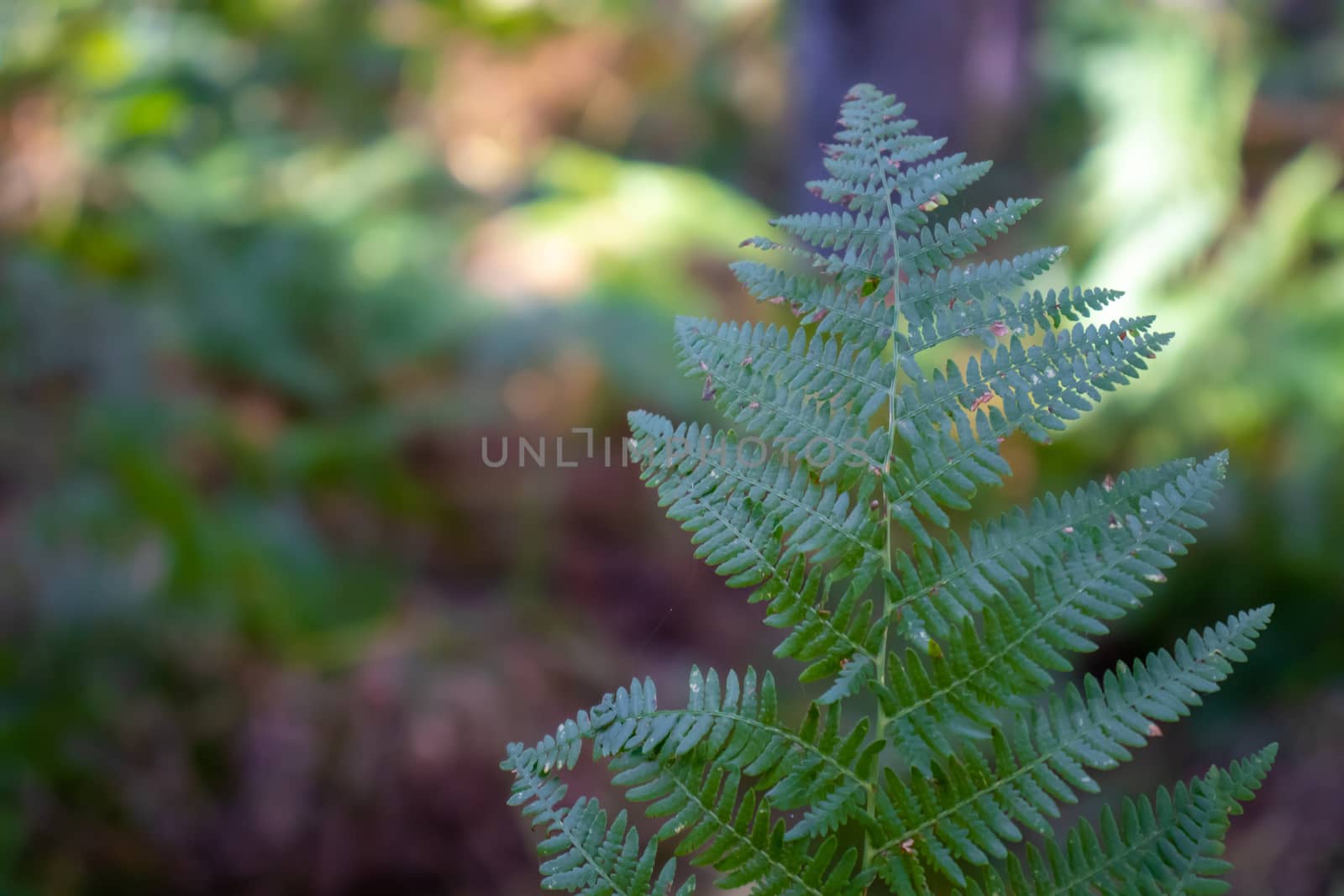 green fern in the mountains with blurred background.