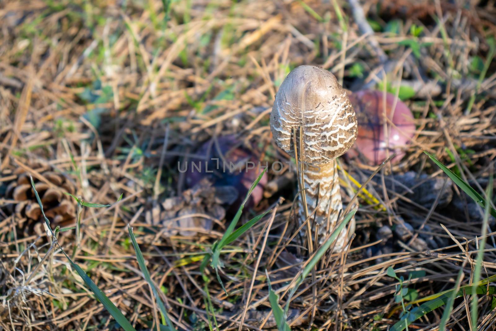 parasol mushroom on the ground in the forest close up Macrolepiota procera by Andreajk3