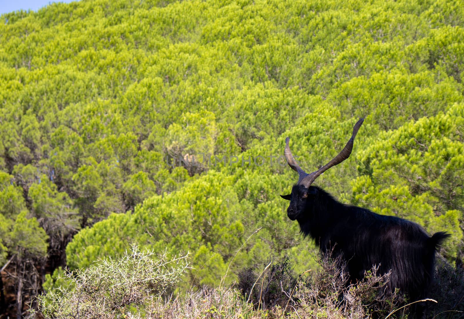 black billy goat with giant horns with forest behind by Andreajk3