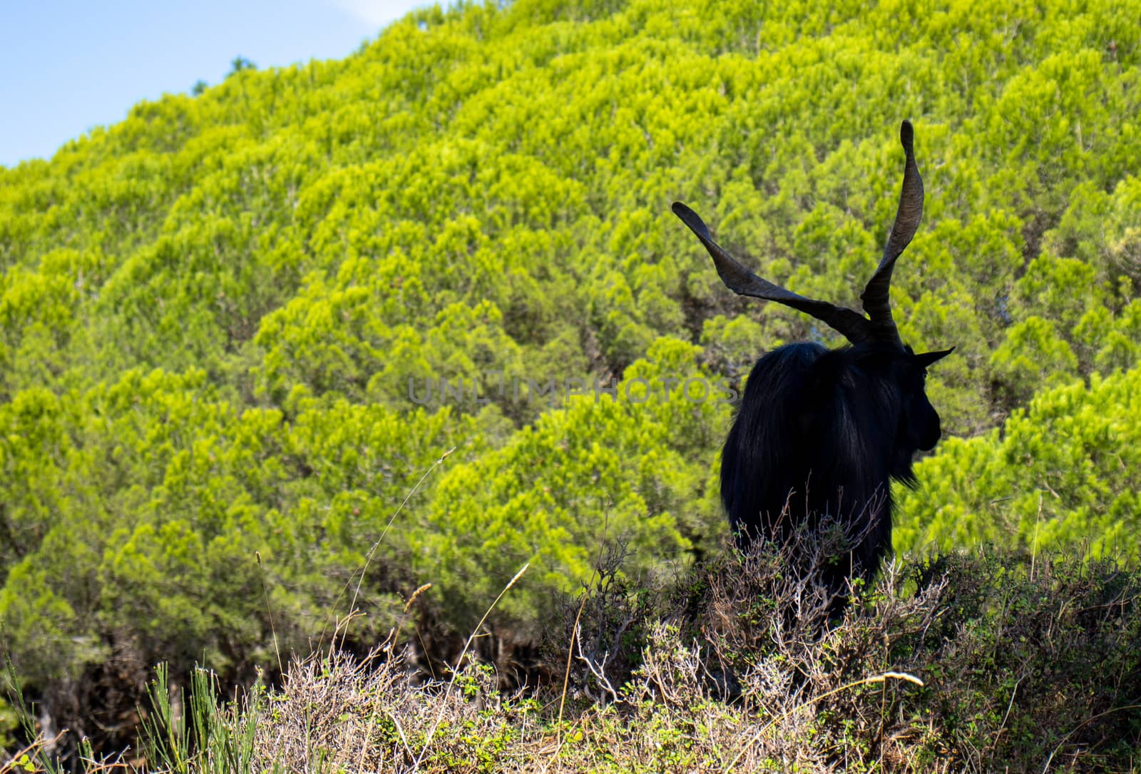 black billy goat with giant horns with forest behind.