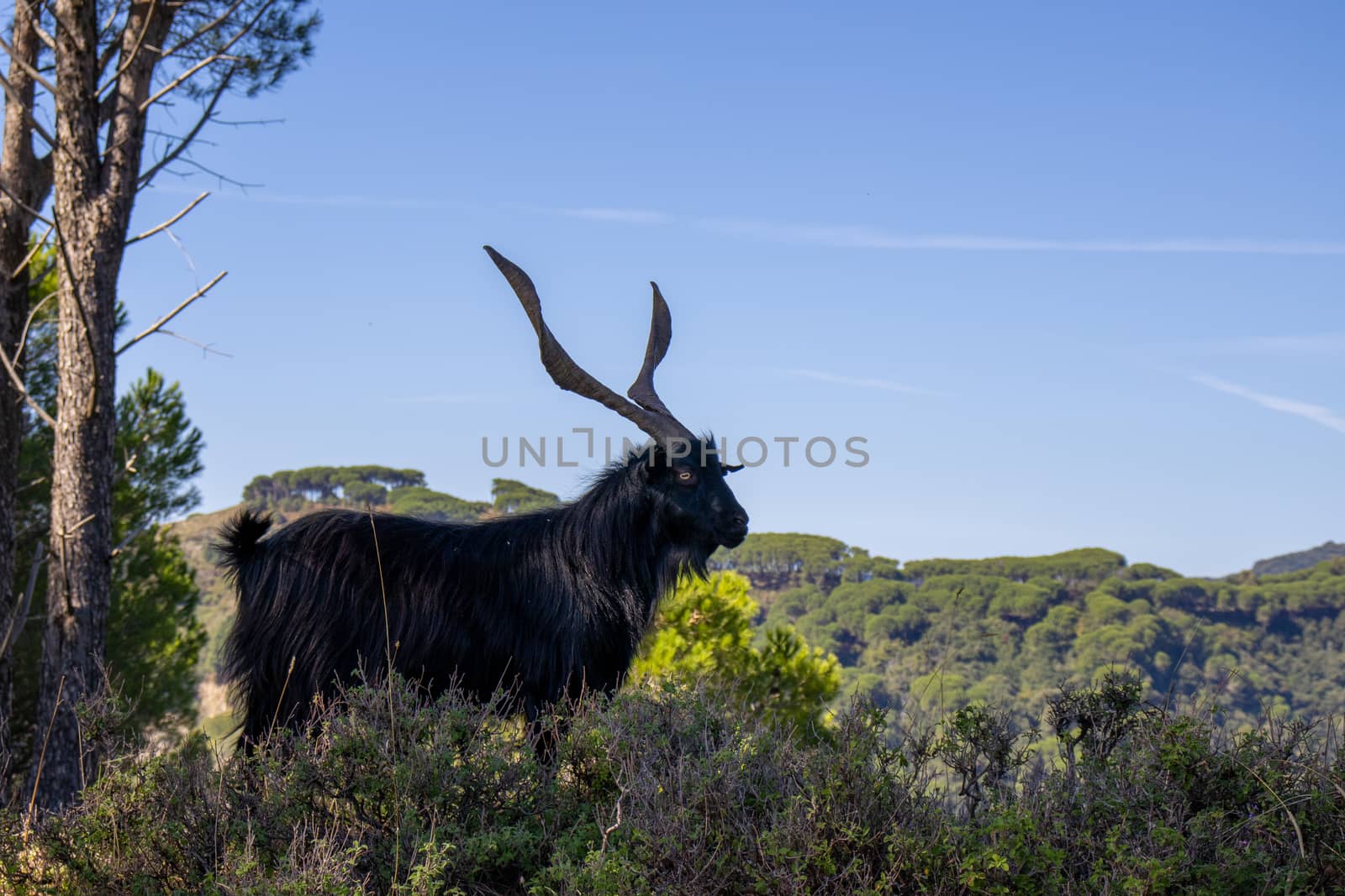 black billy goat with giant horns with sky behind by Andreajk3