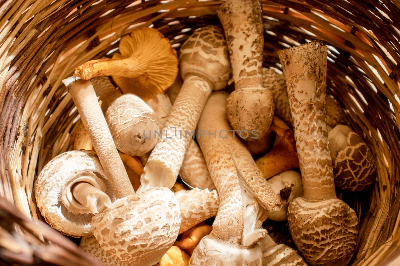 wicker basket with mushrooms close up by Andreajk3