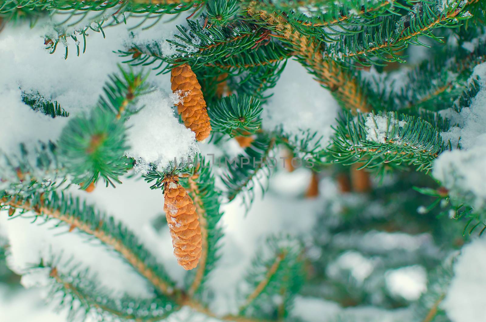 Winter fir branch covered with white frost on the background of snow. by KajaNi