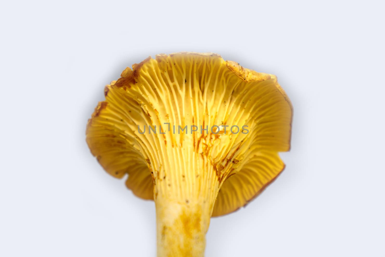 yellow mushroom isolated on white background by Andreajk3