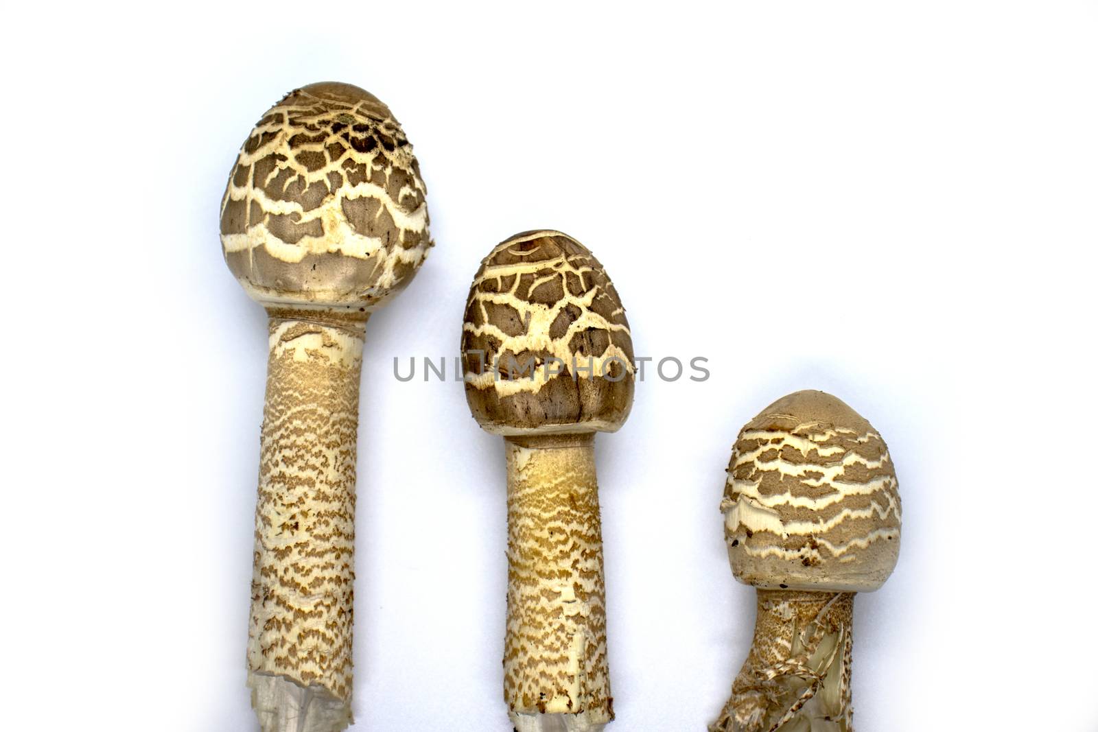 parasol mushroom on white background close up Macrolepiota procera.