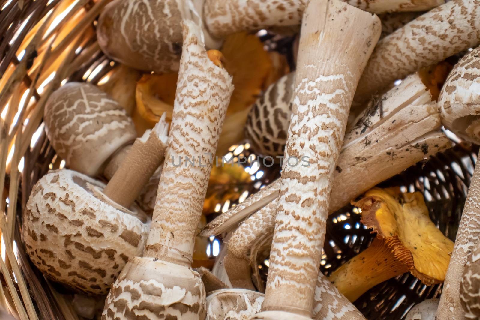 wicker basket with mushrooms close up by Andreajk3
