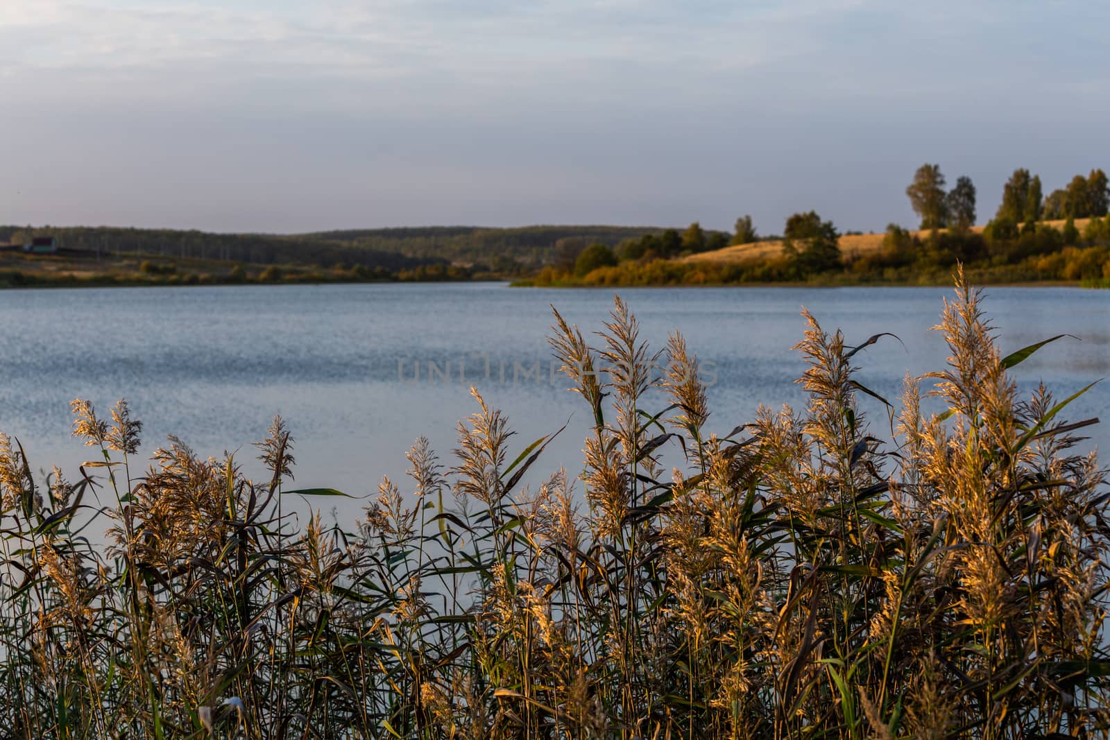 Phragmites australis, common reed - dense thickets in the daylight, lake scenery in the blurred background.