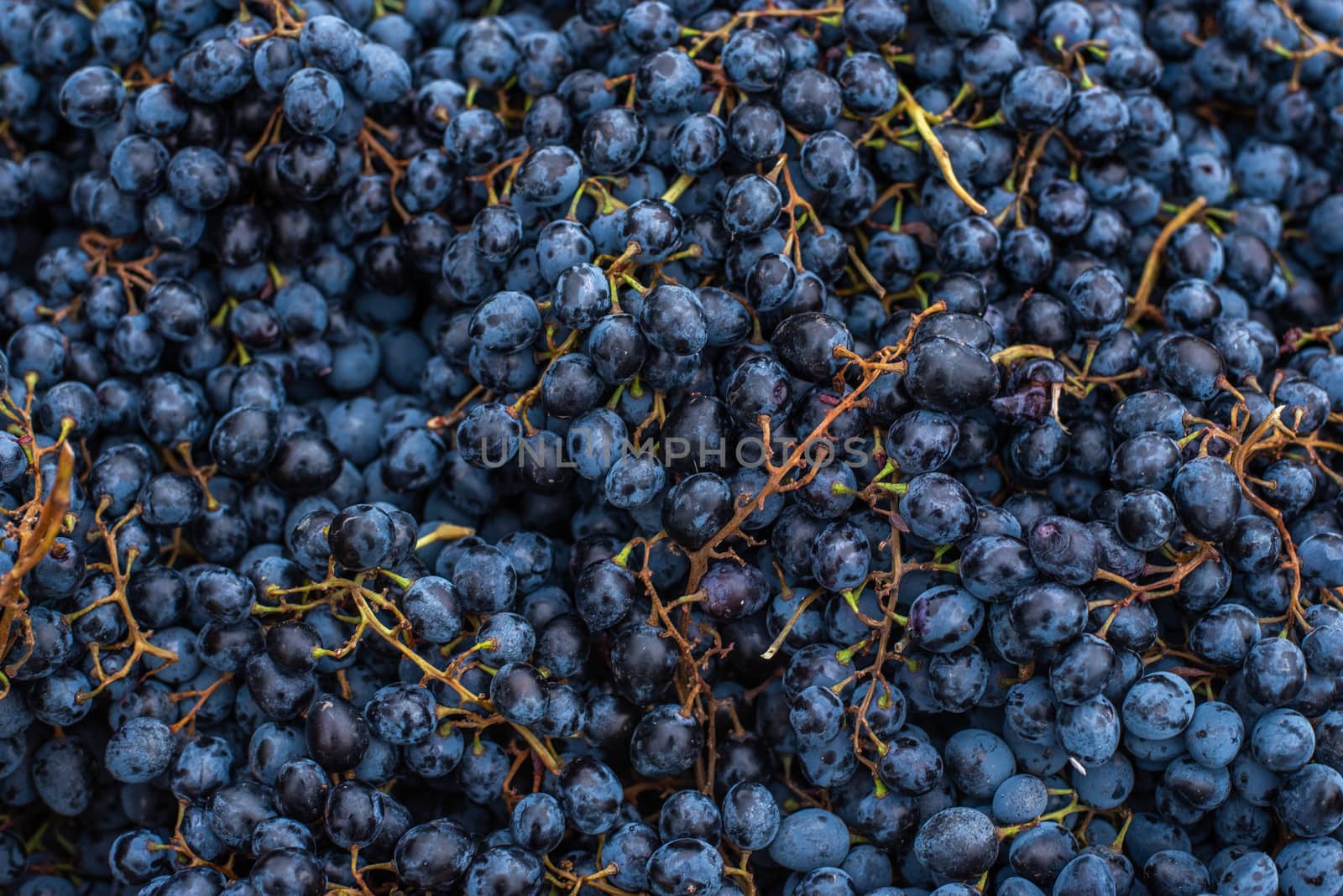 Close up of blueberries at a market by gonzalobell