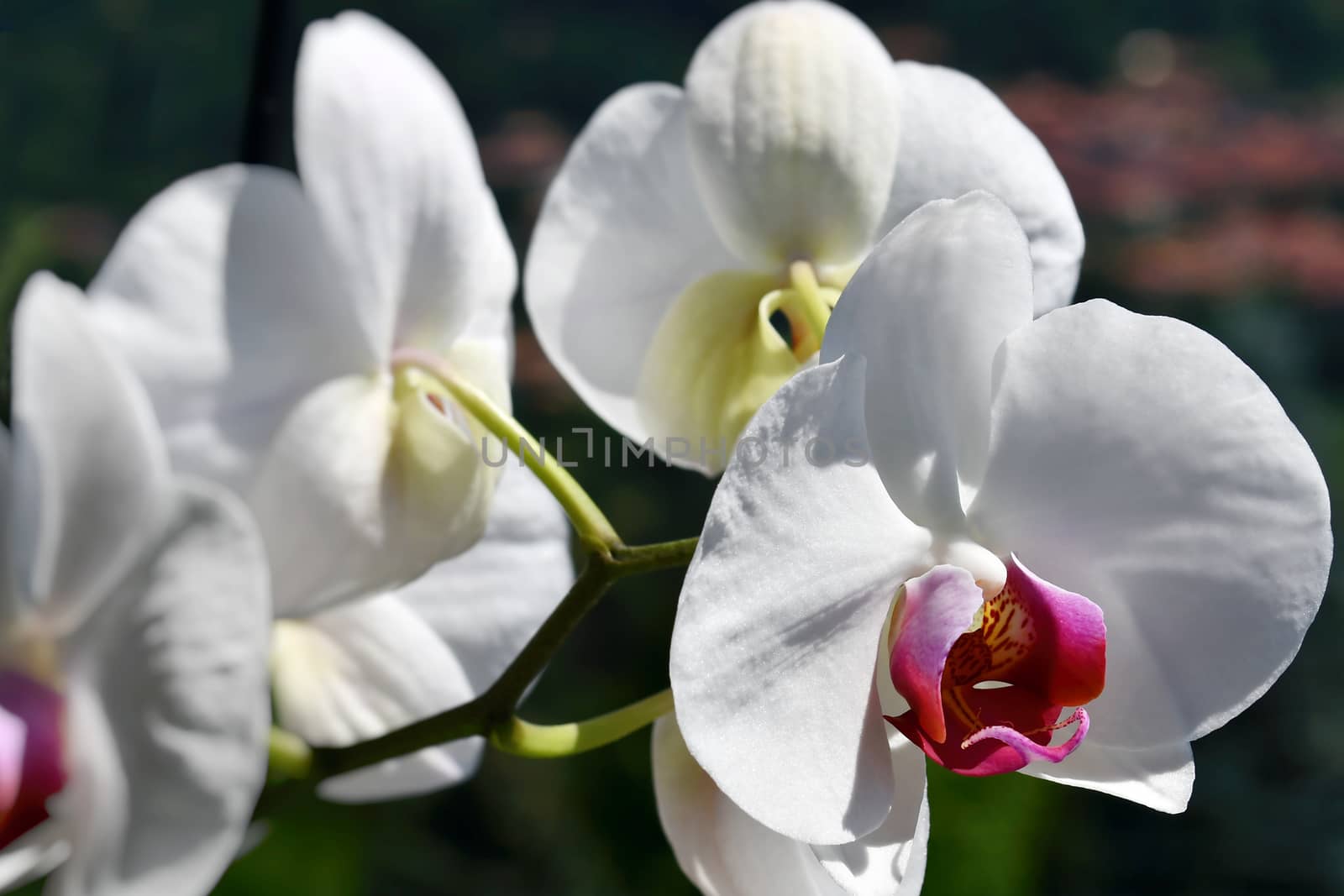 The beautiful white orchid flowers