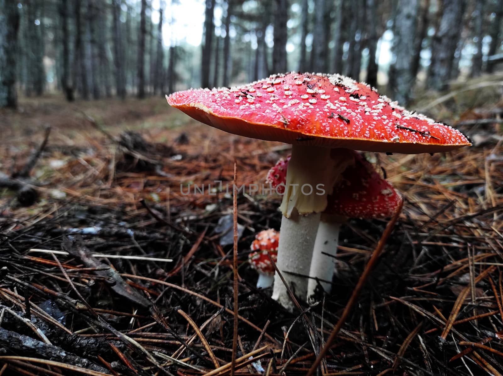 red poisonous mushroom fly agaric in natural environment in pine forest