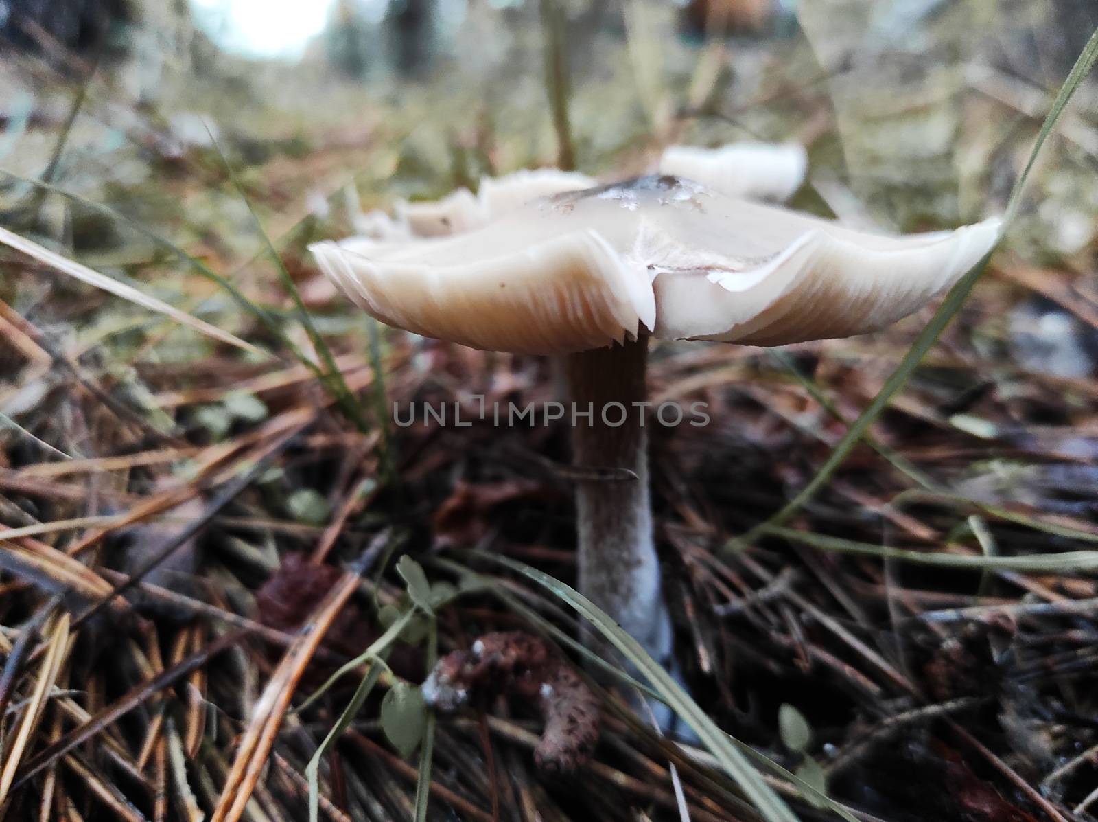 autumn mushrooms on the ground in a pine forest, after rain